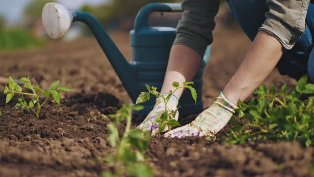 Gardening